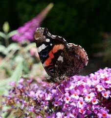 Vanessa atalanta