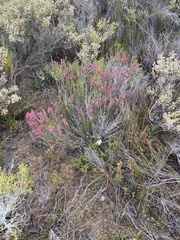 Erica curtophylla