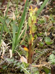 Pedicularis flammea