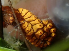 Botrylloides diegensis