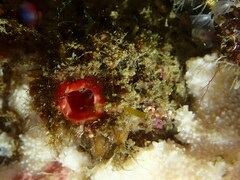 Microcosmus polymorphus