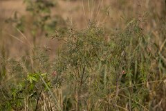 Indigofera tenuissima