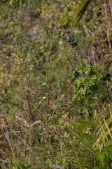 Indigofera tenuissima