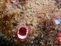 Pyura dura