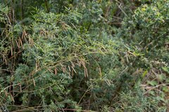 Indigofera tenuissima