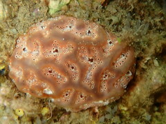 Aplidium nordmanni