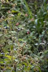 Indigofera tenuissima