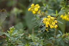 Lasiosiphon macropetalus