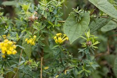 Lasiosiphon macropetalus