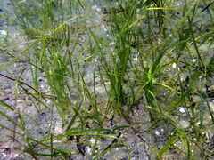 Zostera noltei