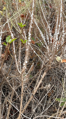 Rhopalomyia floccosa