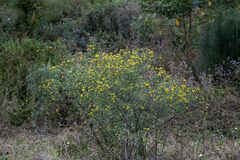 Lasiosiphon macropetalus