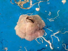 Austrominius modestus