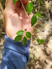 Eugenia biflora