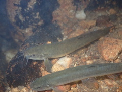 Oreonectes platycephalus