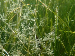 Amathia verticillata