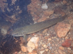 Oreonectes platycephalus