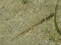 Pomatoschistus marmoratus