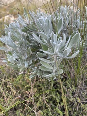 Syncarpha argyropsis