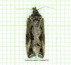 Endothenia nubilana