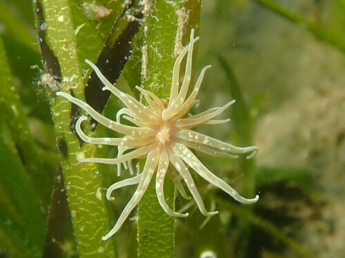 Anemone cenere
