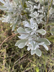 Syncarpha argyropsis