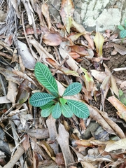 Euphorbia leuconeura image