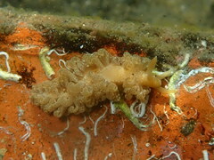Spurilla neapolitana