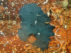 Chelonaplysilla noevus