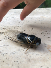 Lyristes plebejus