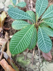 Euphorbia leuconeura image