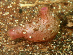 Pyura dura