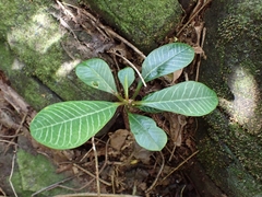 Euphorbia leuconeura image