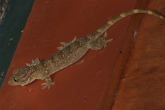 Gekko albofasciolatus