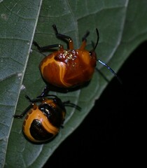 Poecilocoris lewisi