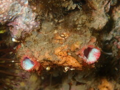 Pyura dura
