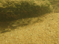 Glossogobius