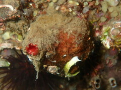 Microcosmus polymorphus