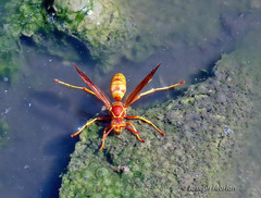 Polistes aurifer