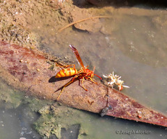 Polistes aurifer