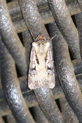 Agrotis vancouverensis