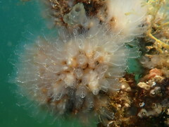 Clavelina oblonga
