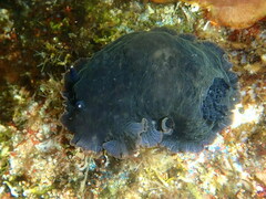 Dendrodoris temarana