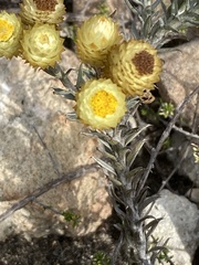 Achyranthemum mucronatum