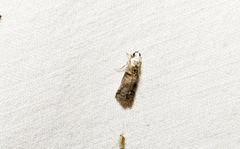 Acrobasis palliolella