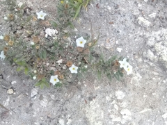 Euploca confertifolia