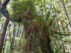 Isochilus aurantiacus