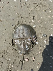 Limulus polyphemus