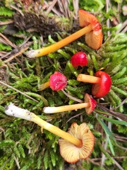 Hygrocybe acutoconica microspora