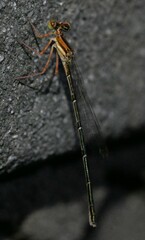 Platycnemis phyllopoda